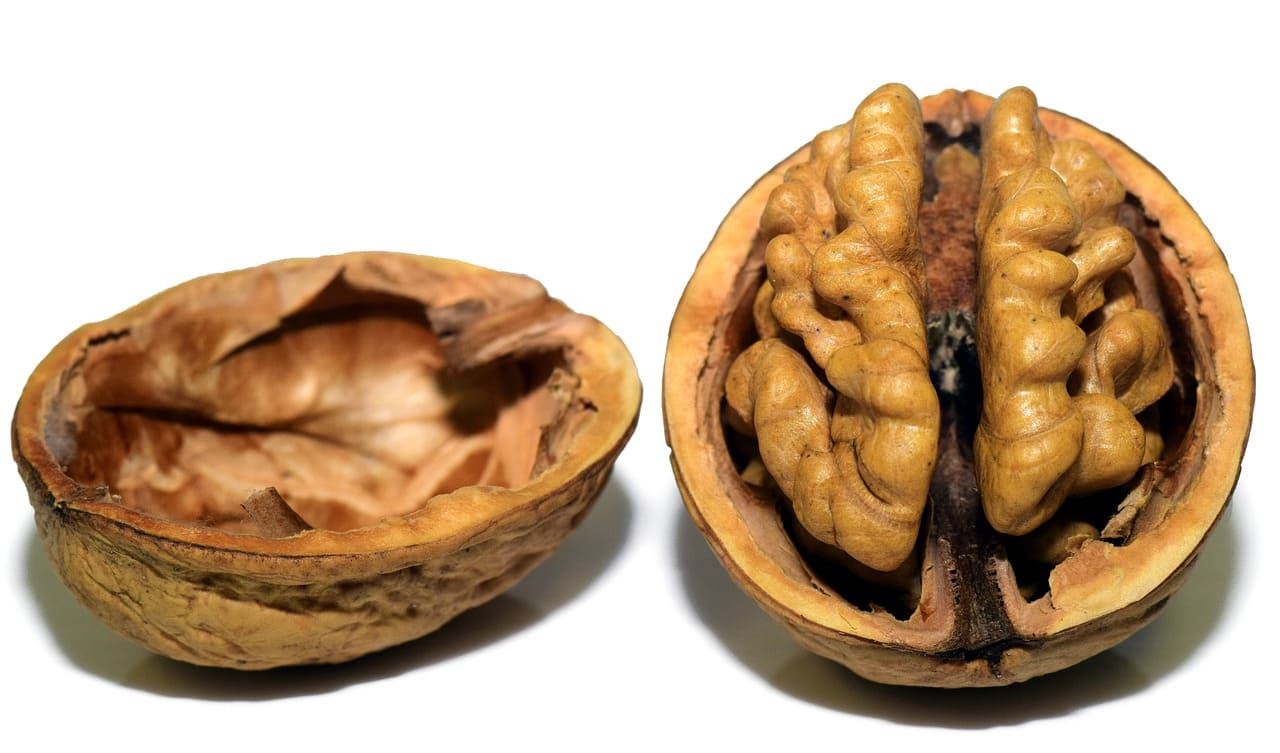cerebro de mujeres y hombres