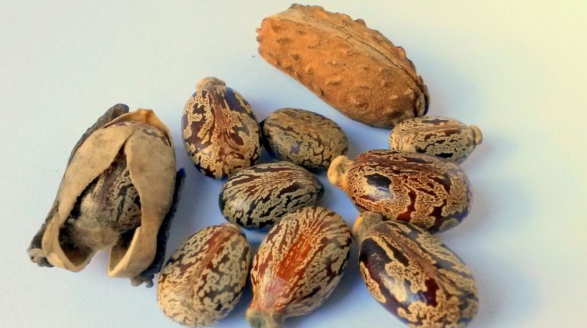 beneficios del aceite de ricino